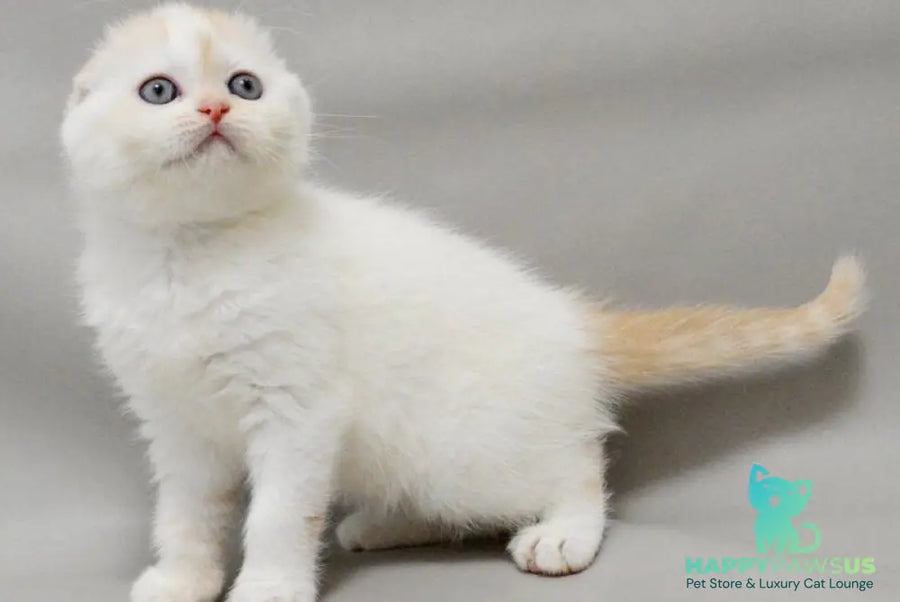 Vanilka Scottish Fold female red silver tabby bicolour - live animals