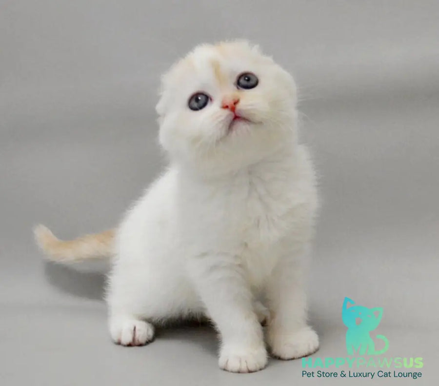 Vanilka Scottish Fold female red silver tabby bicolour - live animals