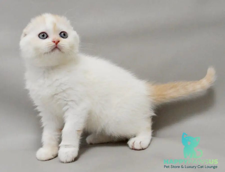 Vanilka Scottish Fold female red silver tabby bicolour - live animals