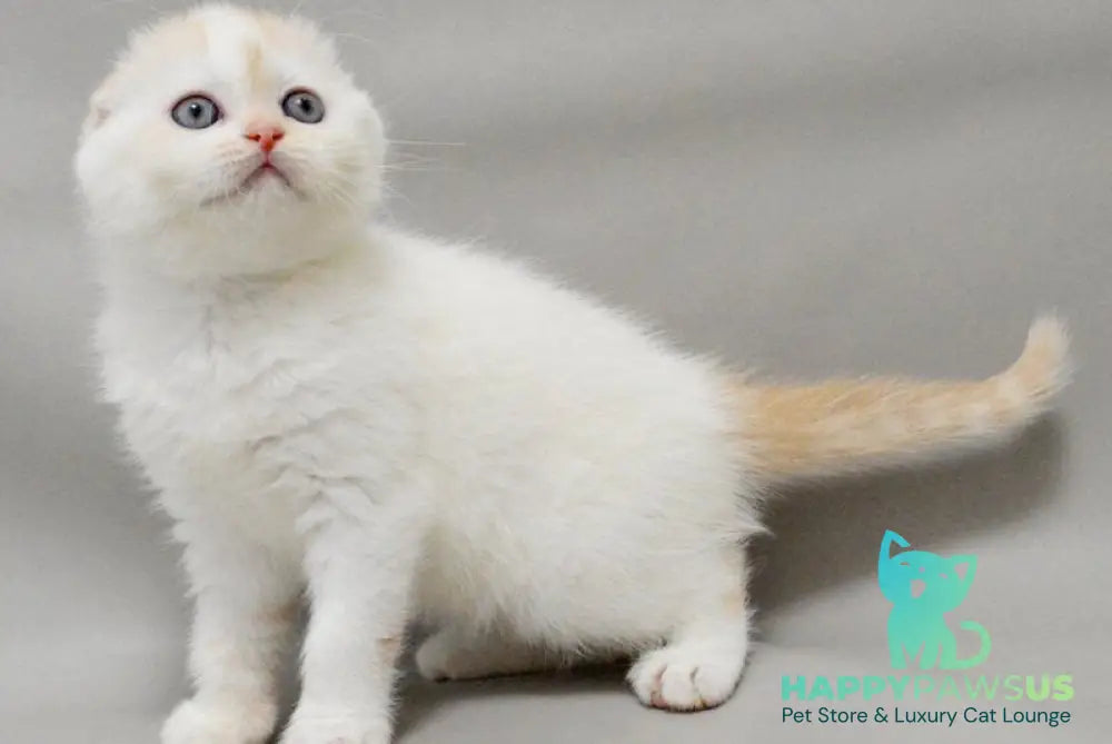 Vanilka Scottish Fold female red silver tabby bicolour - live animals
