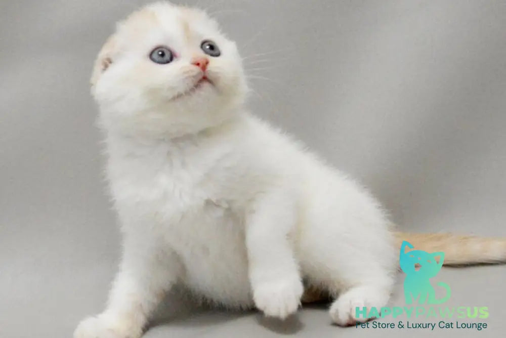 Vanilka Scottish Fold female red silver tabby bicolour - live animals