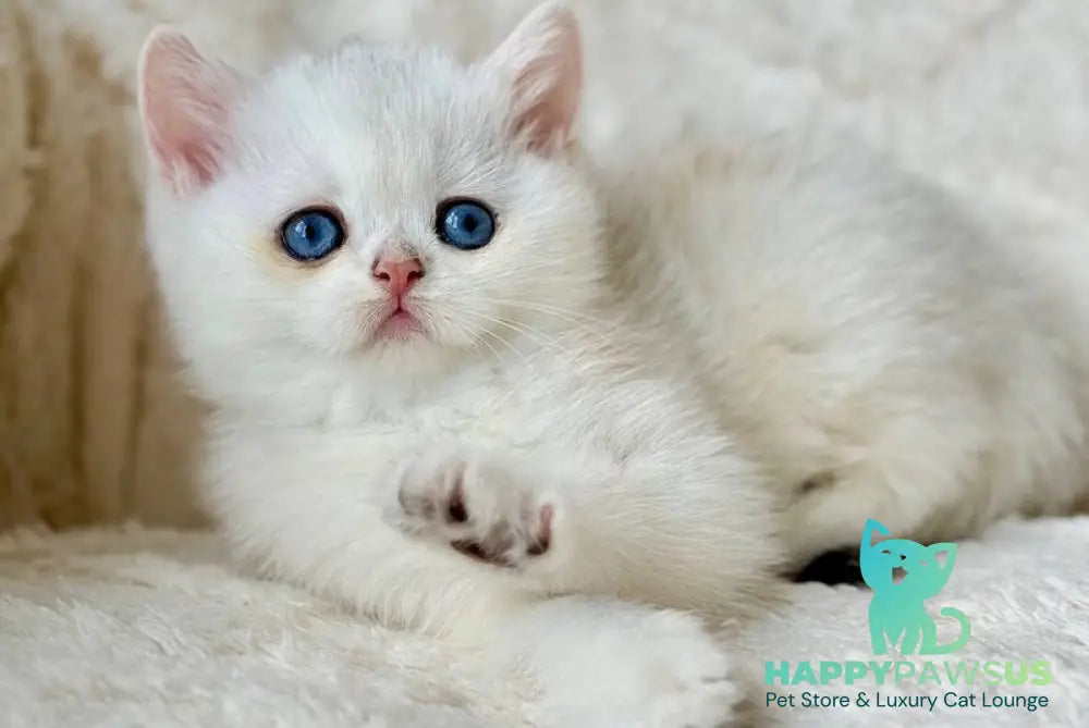 Vanilla British Shorthair female black silver chinchilla - live animals