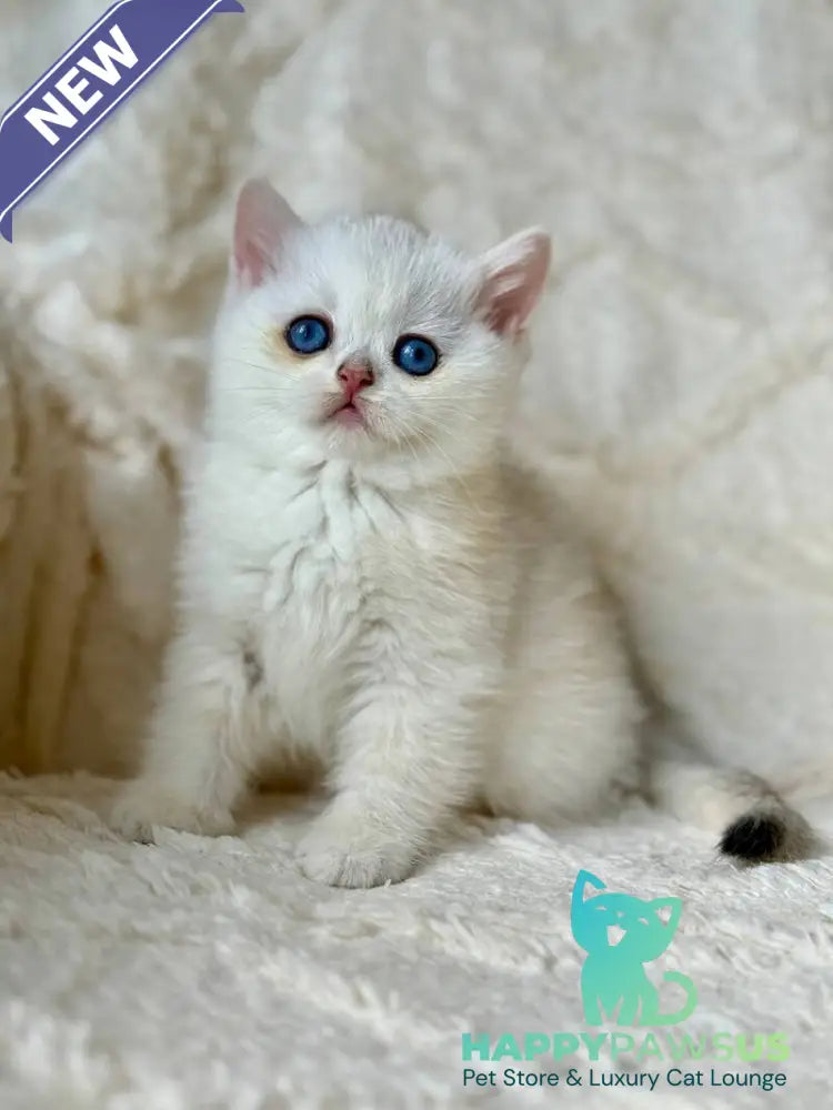 Vanilla British Shorthair female black silver chinchilla - live animals