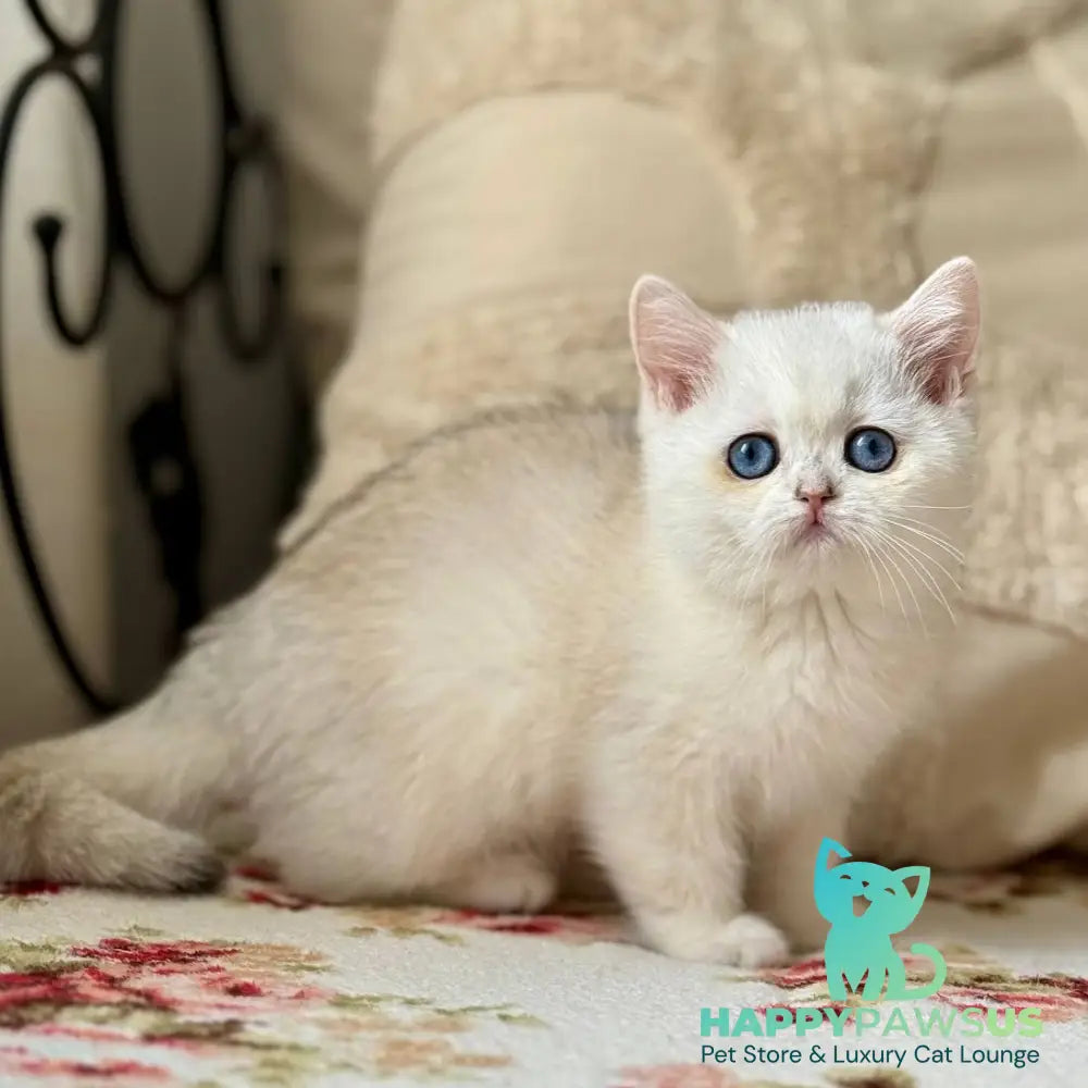 Vanilla British Shorthair female black silver chinchilla - live animals
