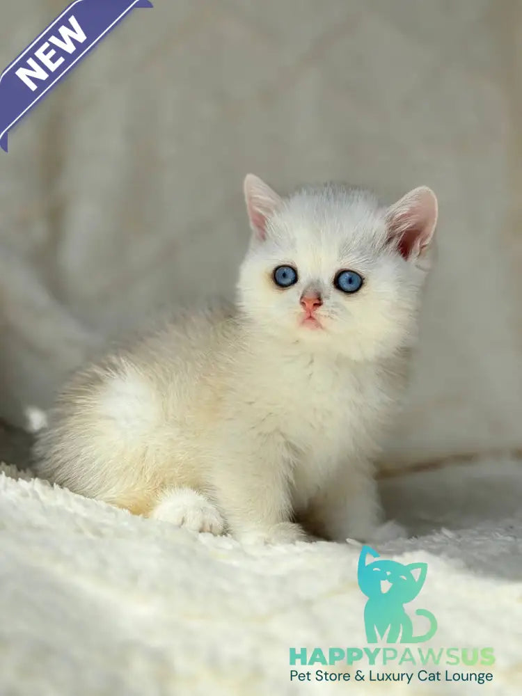 Vanilla British Shorthair female black silver chinchilla - live animals