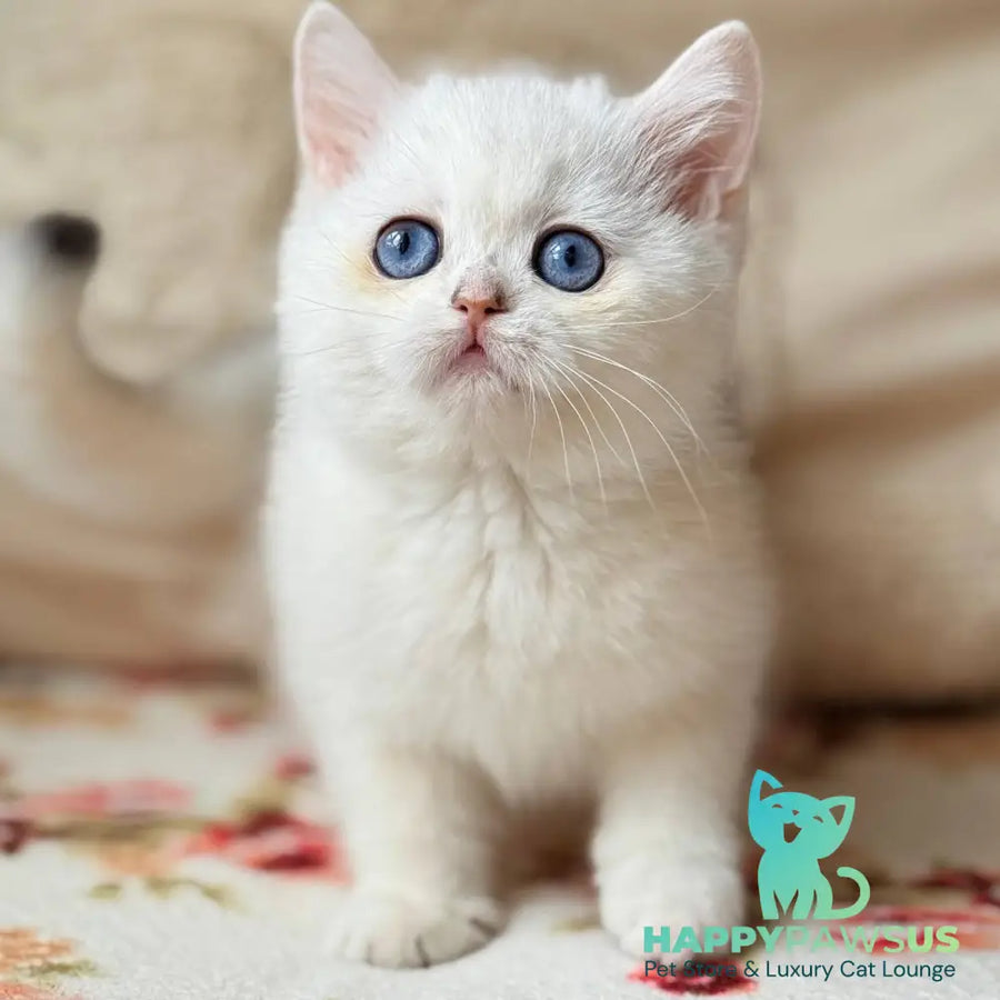 Vanilla British Shorthair female black silver chinchilla - live animals