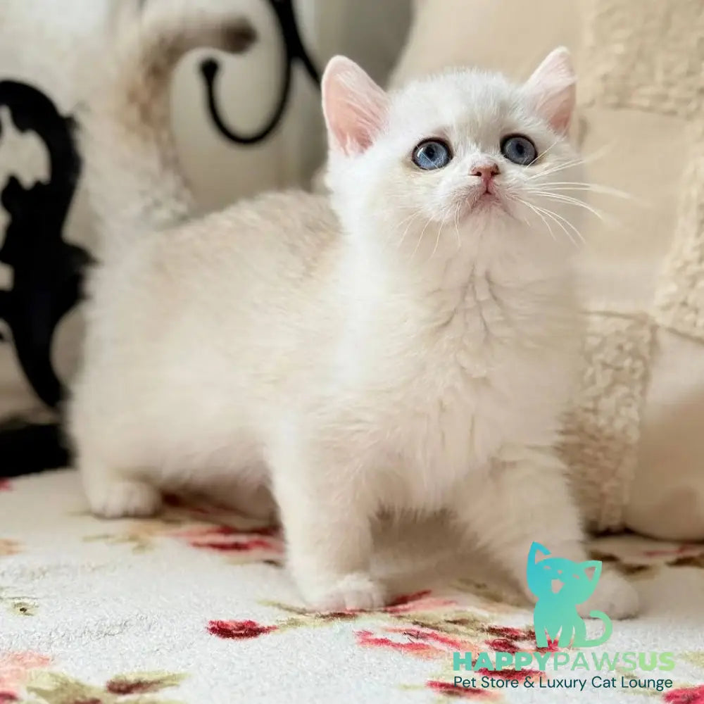 Vanilla British Shorthair female black silver chinchilla - live animals