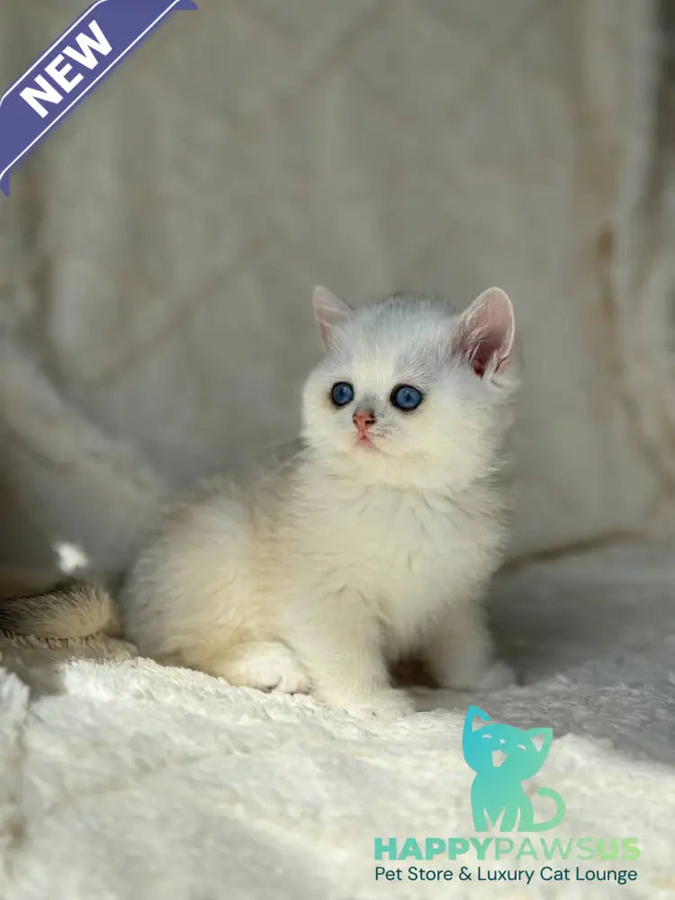 Vanilla British Shorthair female black silver chinchilla - live animals