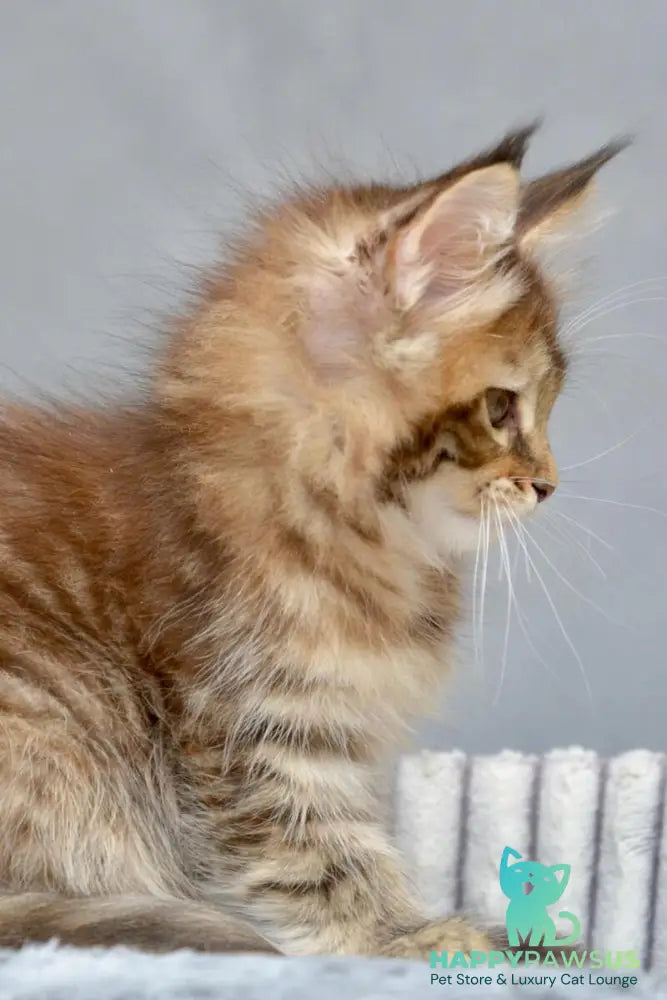 Vanilla Maine Coon female black tortie with white tabby live animals