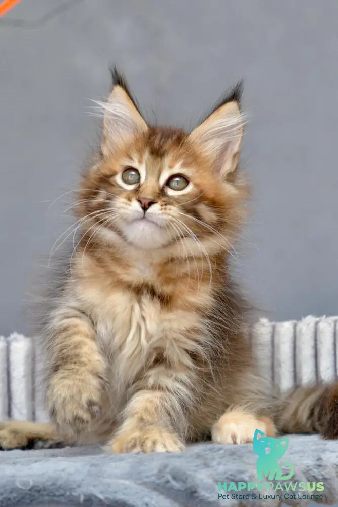 Vanilla Maine Coon female black tortie with white tabby live animals