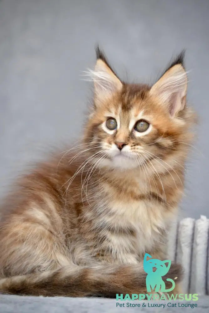 Vanilla Maine Coon female black tortie with white tabby live animals