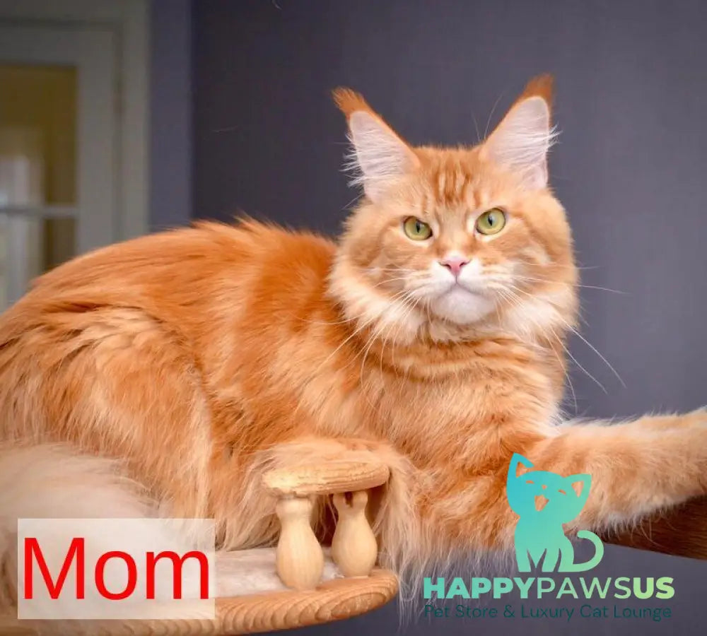 Vanilla Maine Coon female black tortie with white tabby live animals