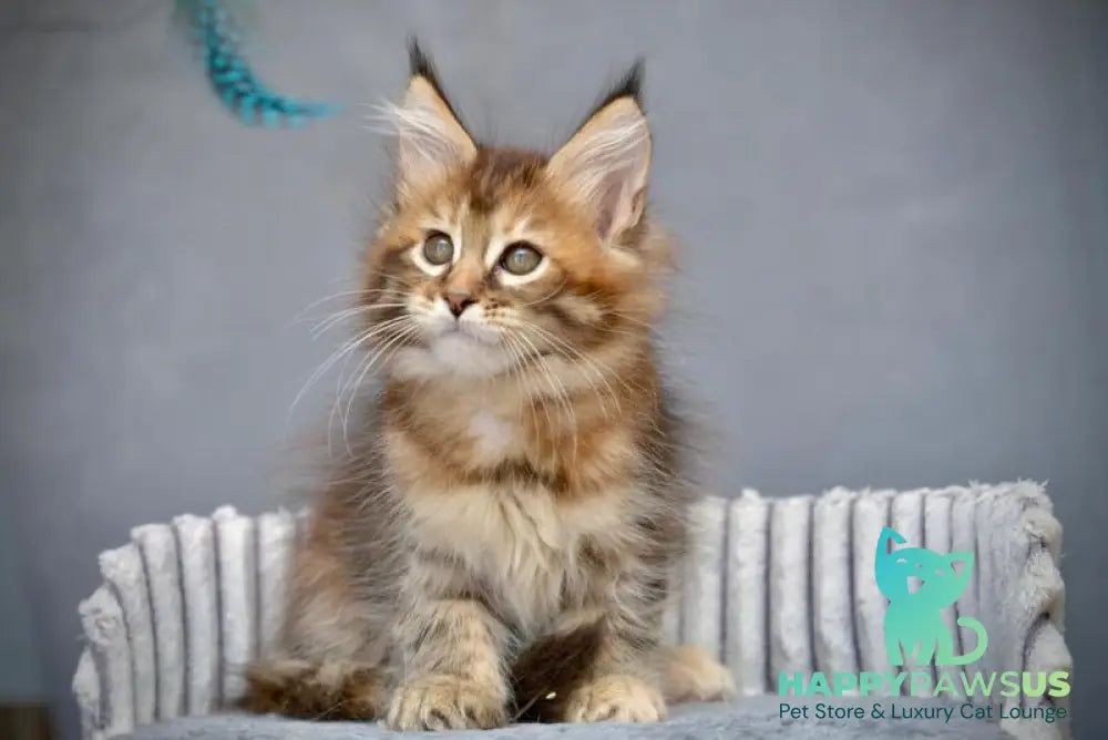 Vanilla Maine Coon female black tortie with white tabby live animals