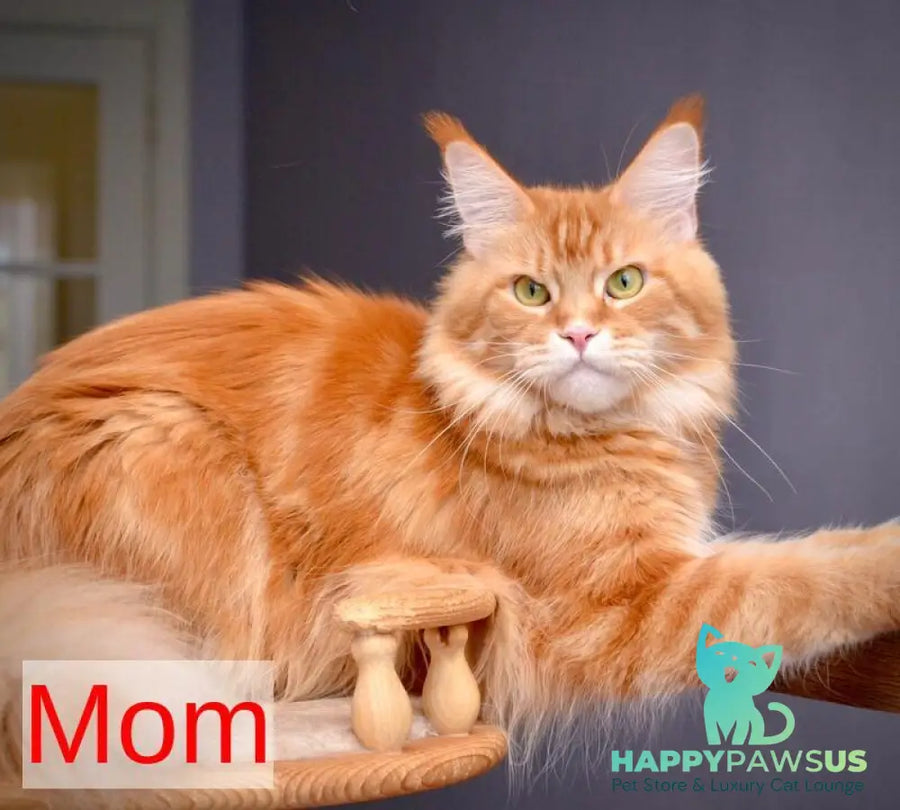 Vanilla Maine Coon female black tortie with white tabby live animals
