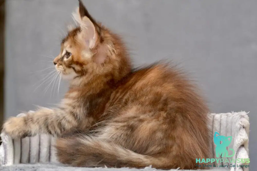 Vanilla Maine Coon female black tortie with white tabby live animals