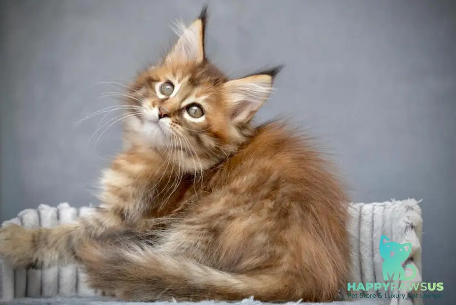 Vanilla Maine Coon female black tortie with white tabby live animals