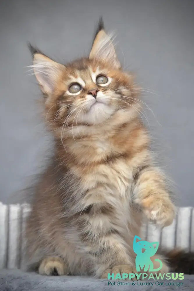 Vanilla Maine Coon female black tortie with white tabby live animals
