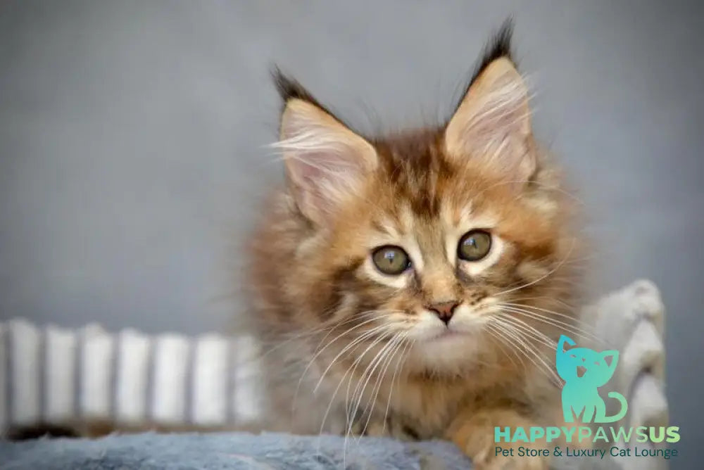 Vanilla Maine Coon female black tortie with white tabby live animals