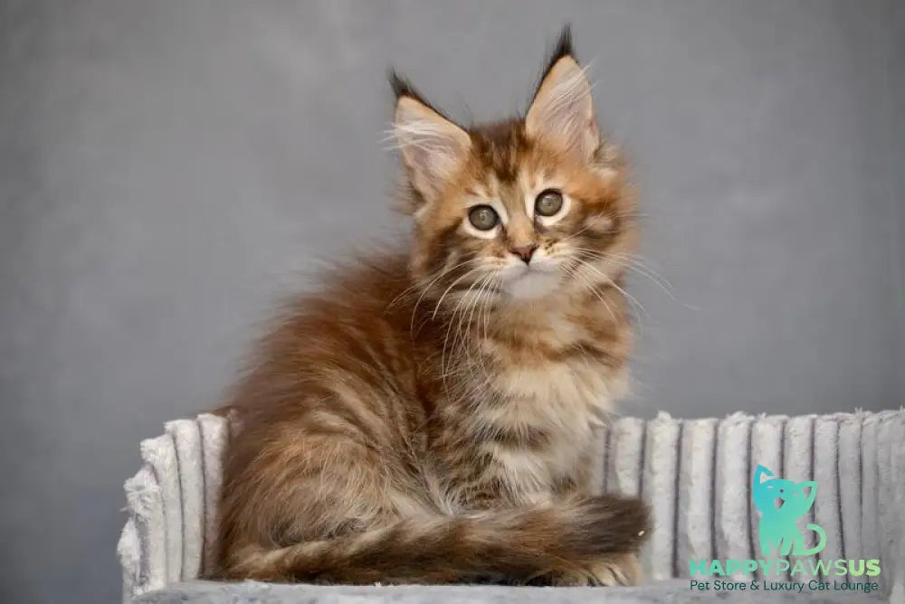 Vanilla Maine Coon female black tortie with white tabby live animals
