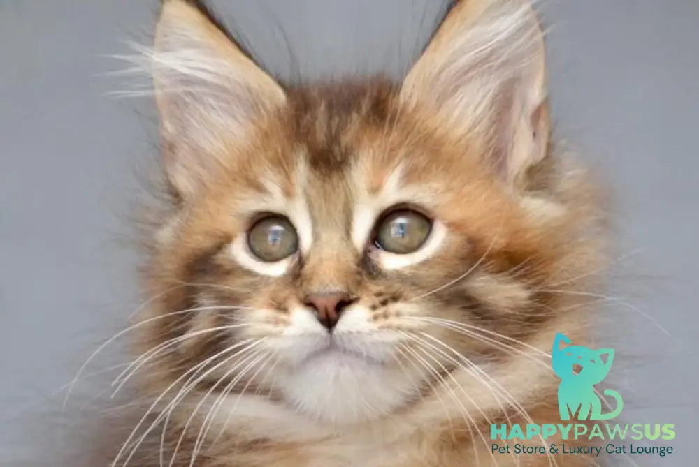 Vanilla Maine Coon female black tortie with white tabby live animals