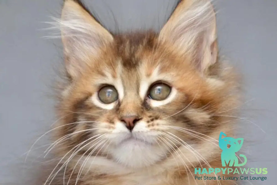 Vanilla Maine Coon female black tortie with white tabby live animals