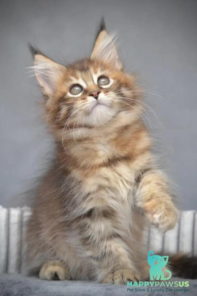 Vanilla Maine Coon female black tortie with white tabby live animals