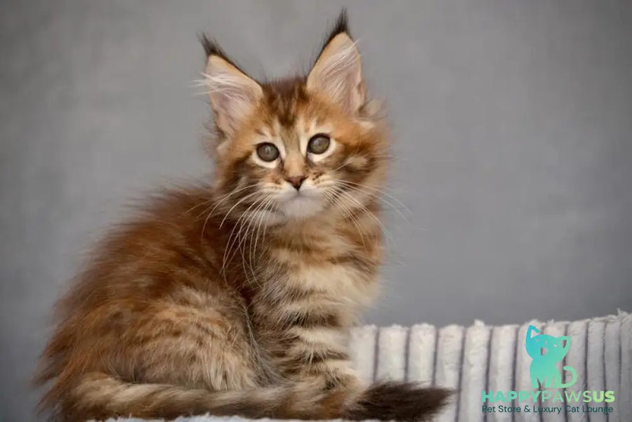 Vanilla Maine Coon female black tortie with white tabby live animals