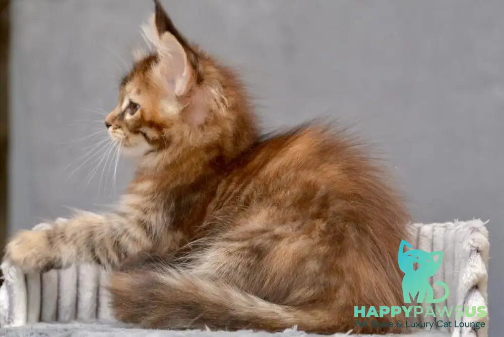 Vanilla Maine Coon female black tortie with white tabby live animals