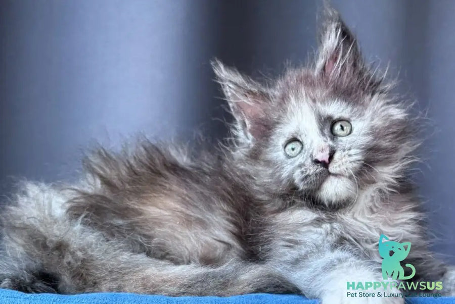 Vanilla Sky Maine Coon female blue tortie - live animals