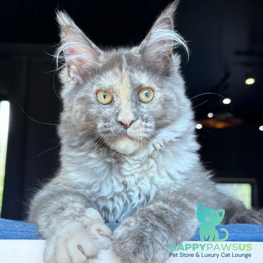 Vanilla Sky Maine Coon female blue tortie - live animals