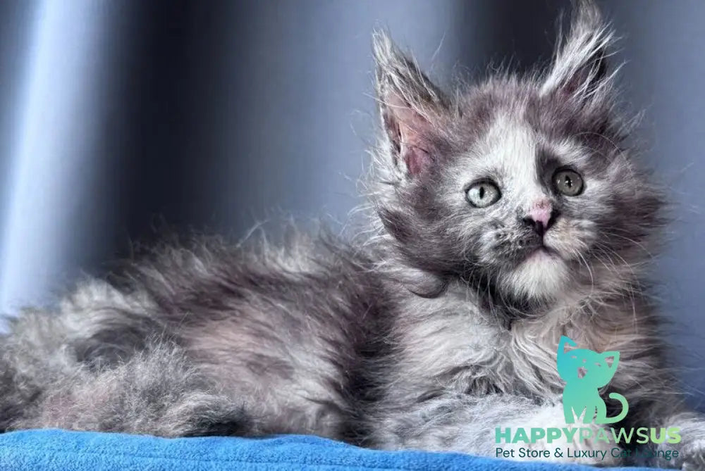 Vanilla Sky Maine Coon female blue tortie - live animals