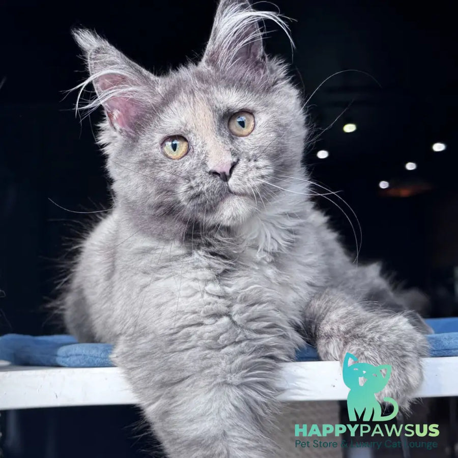 Vanilla Sky Maine Coon female blue tortie - live animals
