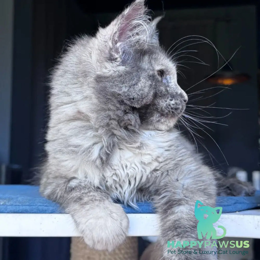 Vanilla Sky Maine Coon female blue tortie - live animals
