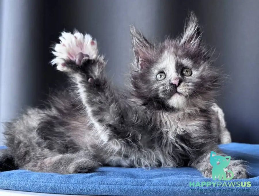 Vanilla Sky Maine Coon female blue tortie - live animals
