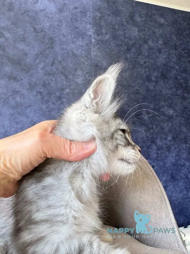 Vansai Maine Coon female black silver spotted tabby - live animals