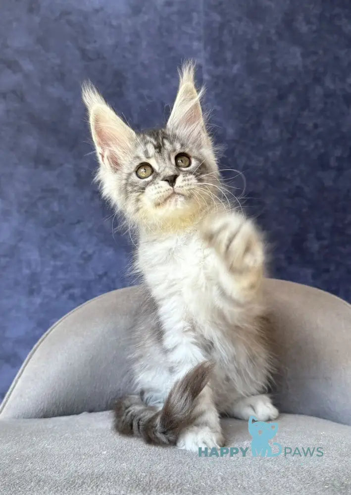 Vansai Maine Coon female black silver spotted tabby - live animals