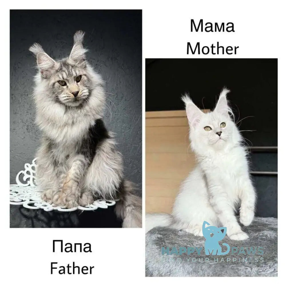Vansai Maine Coon female black silver spotted tabby - live animals