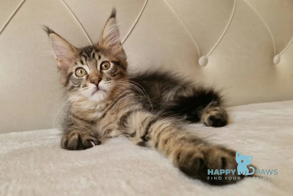 Vanya Maine Coon male black tabby live animals