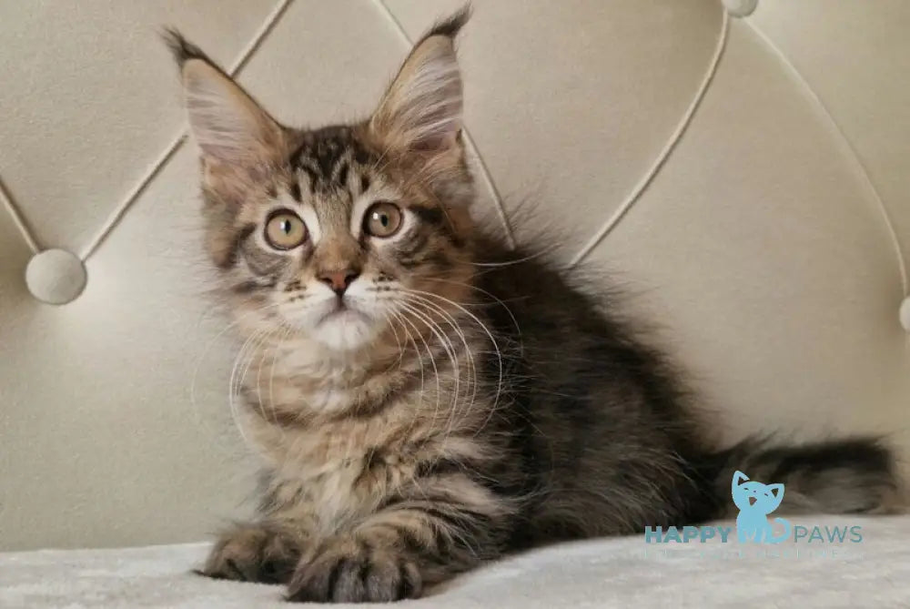 Vanya Maine Coon male black tabby live animals