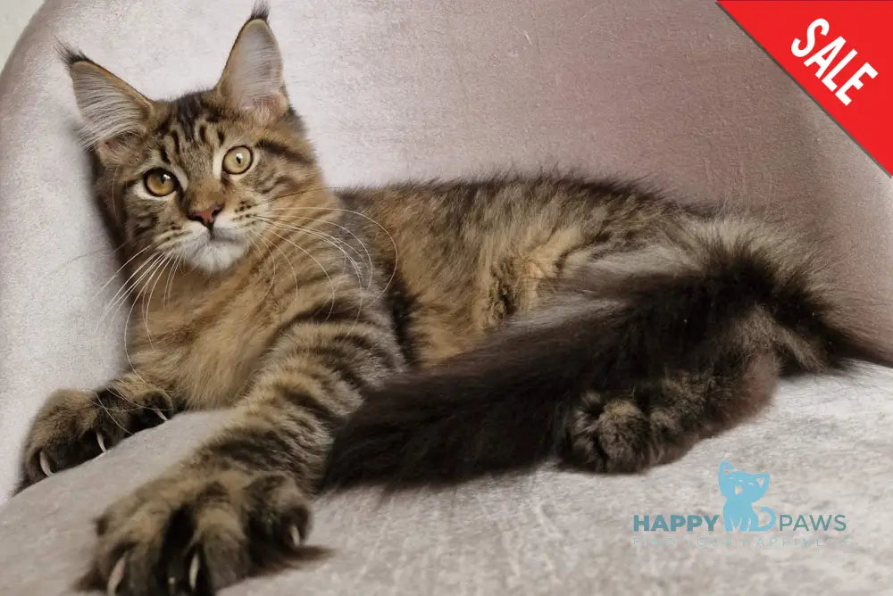 Vanya Maine Coon male black tabby live animals