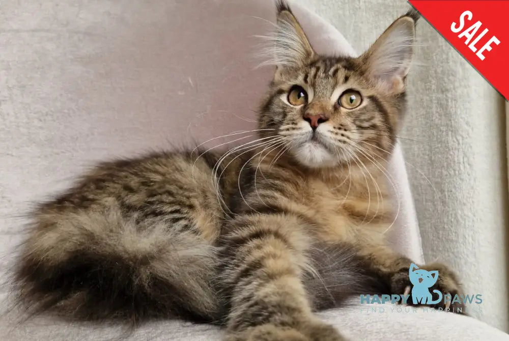 Vanya Maine Coon male black tabby live animals