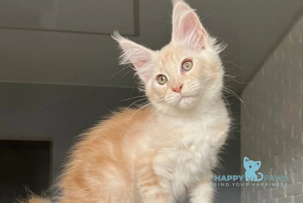Vanya Maine Coon male red silver tabby live animals