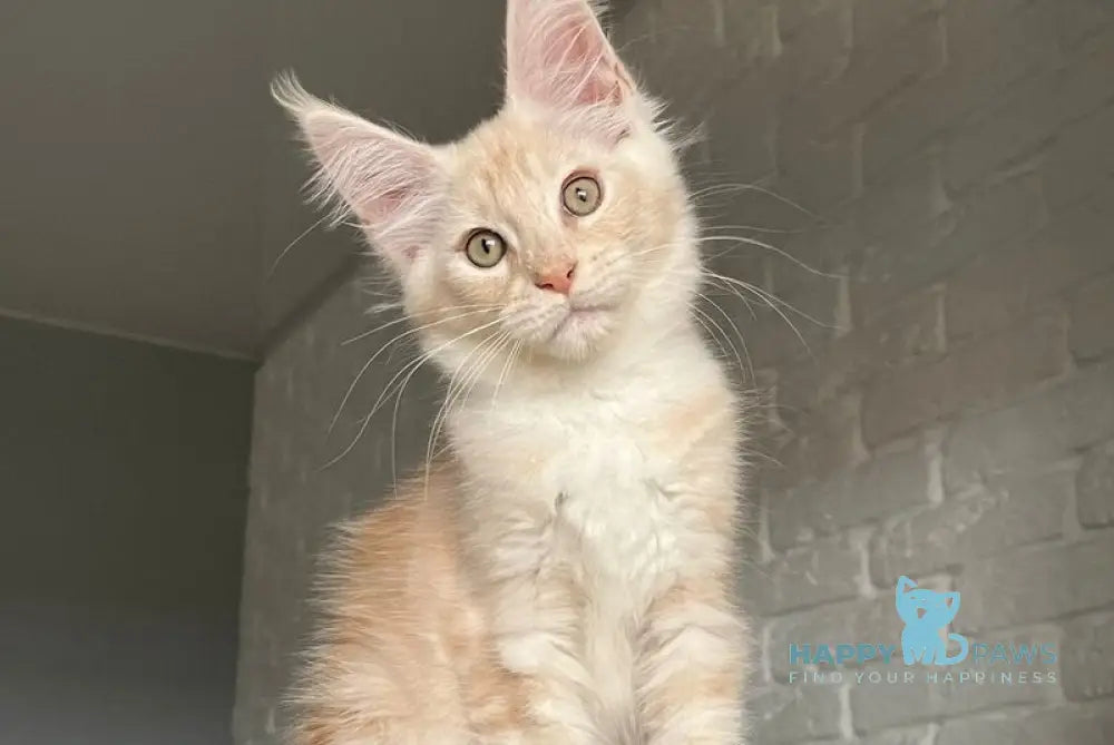 Vanya Maine Coon male red silver tabby live animals