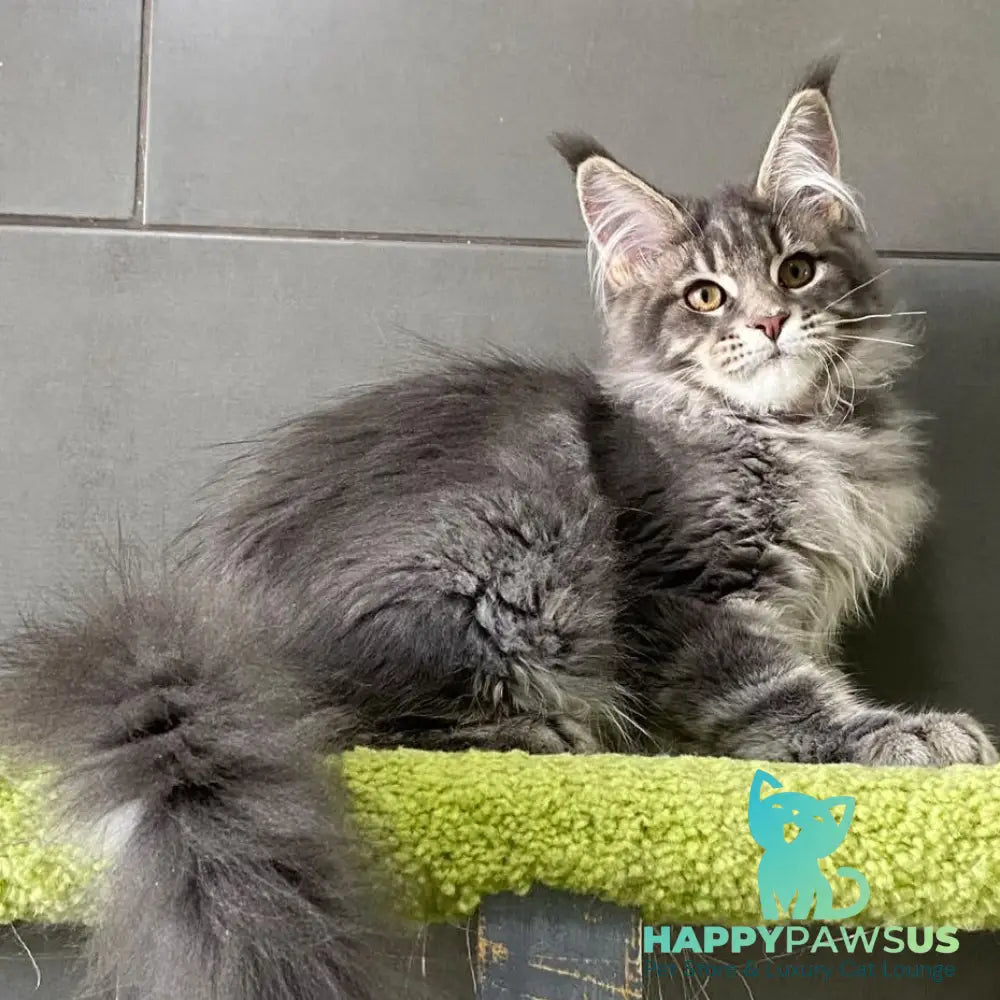 Varna Maine Coon female blue tabby - live animals
