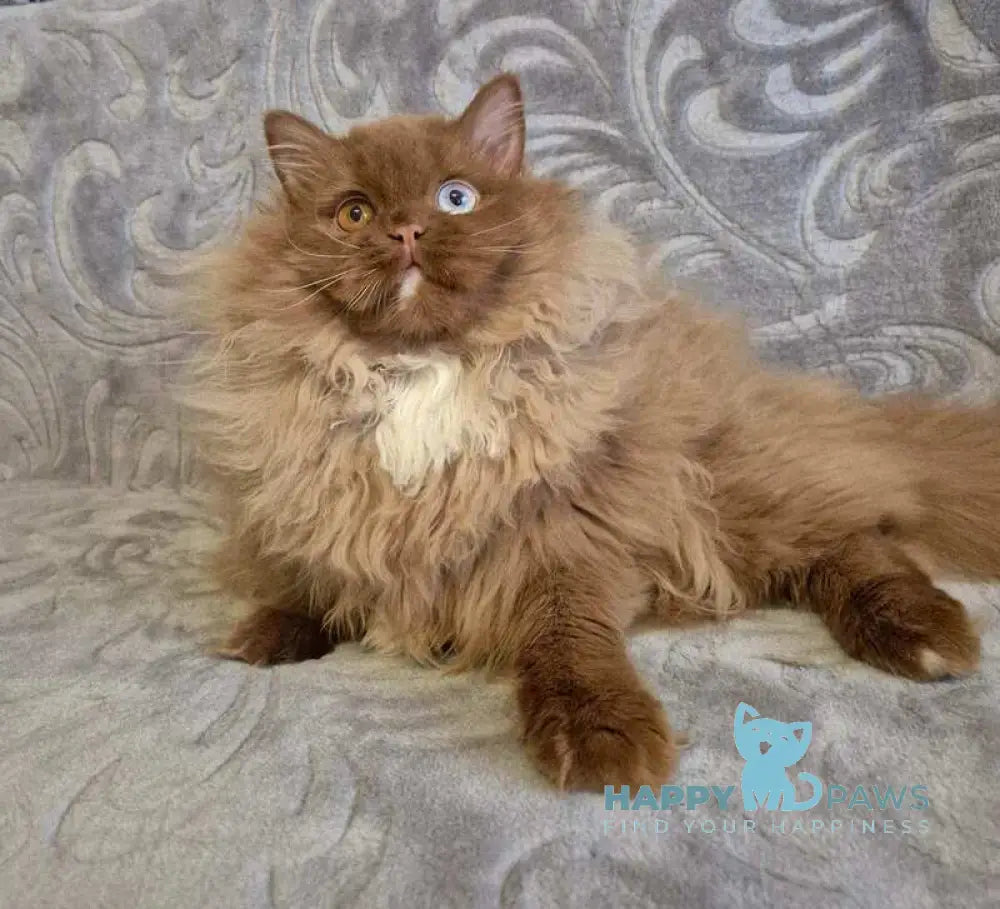 Varvara British Longhair female cinnamon with white - live animals