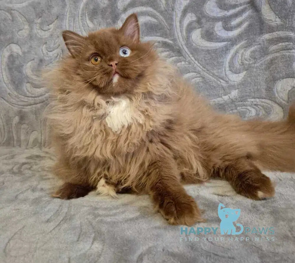 Varvara British Longhair female cinnamon with white - live animals