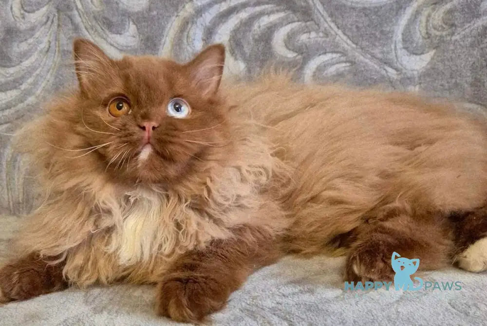 Varvara British Longhair female cinnamon with white - live animals