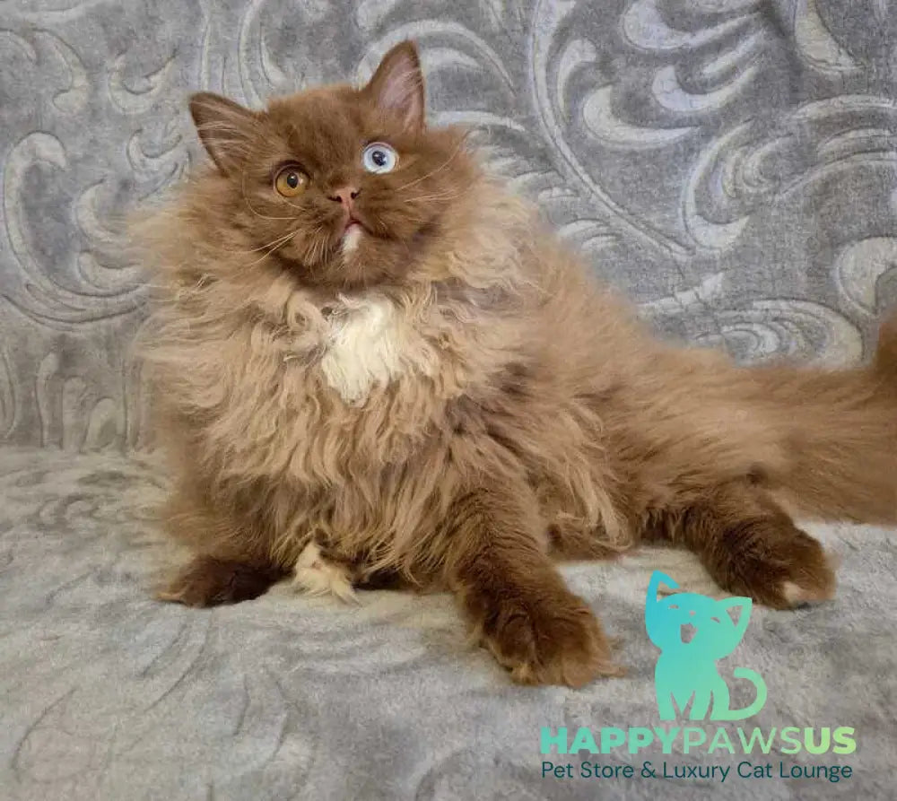 Varvara British Longhair female cinnamon with white - live animals