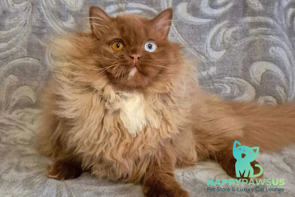Varvara British Longhair female cinnamon with white - live animals