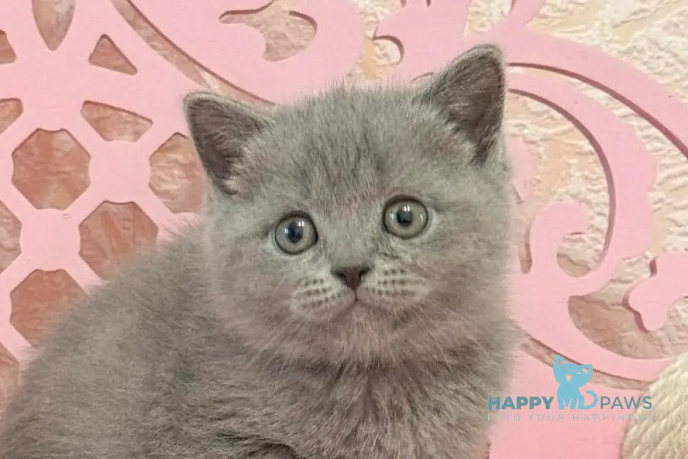 Varyusha Scottish Straight female blue live animals